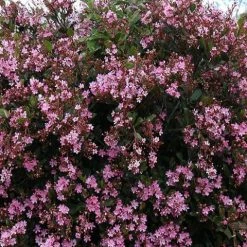 Ozbreed Cosmic Pink™ Rhaphiolepis Indica ‘RAPH02’ Pbr