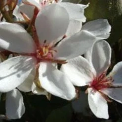 Ozbreed Cosmic White™ Rhaphiolepis Indica ‘RAPH01’ Pbr Shrubs