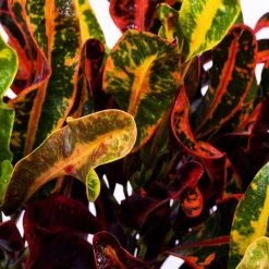Shrubs Croton 'Mammy'