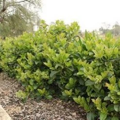Ozbreed Dense Fence™ Viburnum Odoratissimum ‘VOC1’ Pbr Shrubs