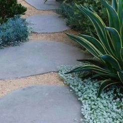 Shrubs Ground Covers Dichondra Silver Falls