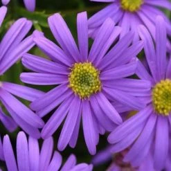 Shrubs Ground Covers Brachyscome Angustifolia Brasco Violet