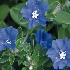 Shrubs Ground Covers Evolvulus Nummularius Blue Daze 9 Shrubs Ground Covers Evolvulus Nummularius Blue Daze