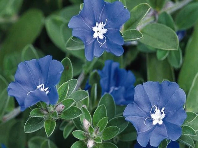 Shrubs Ground Covers Evolvulus Nummularius Blue Daze 5 Shrubs Ground Covers Evolvulus Nummularius Blue Daze