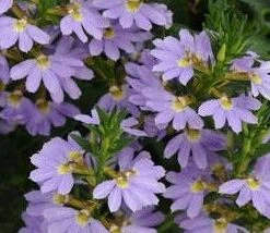 Shrubs Scaevola Aemula Bondi Blue