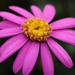 Shrubs Brachyscome Multifida Radiant Magenta Ground Covers