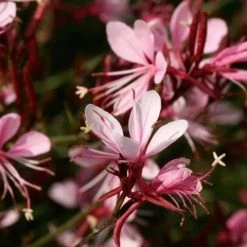 Shrubs Oenothera (Gaura) Lindheimeri Belleza Compact Light Pink