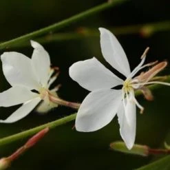 Shrubs Oenothera (Gaura) Lindheimeri Belleza White