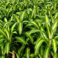 Indoor Garden Shrubs Dracena Massengena Marley 12 Indoor Garden Shrubs Dracena Massengena Marley