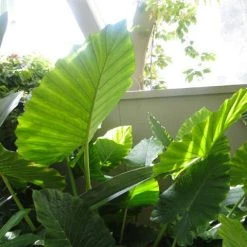 Indoor Garden Alocasia Macrorrhiza Portadora Alocasias