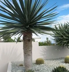 Shrubs Dracaena Draco Dragon Tree Full Sun