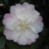 Shrubs Camellia Sasanqua Little Pearl