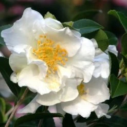 Shrubs Camellia Sasanqua Setsugekka
