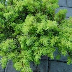 Shrubs Juniperus Conferta "All Gold"