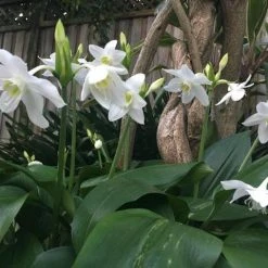 Shrubs Border Plants Eucharis X Grandiflora Eucharist Lily 10 Shrubs Border Plants Eucharis X Grandiflora Eucharist Lily