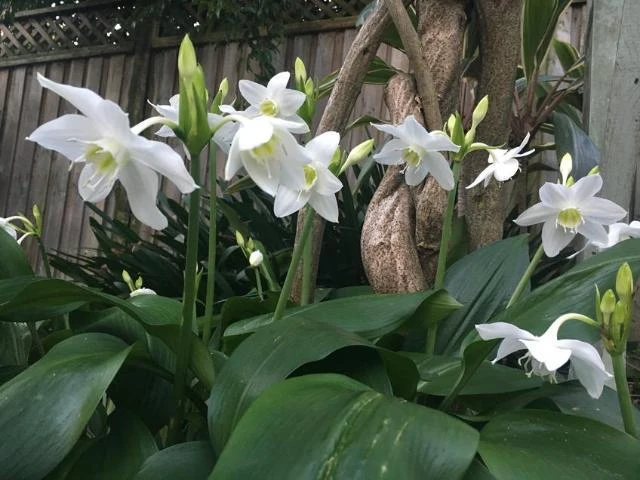 Shrubs Border Plants Eucharis X Grandiflora Eucharist Lily 6 Shrubs Border Plants Eucharis X Grandiflora Eucharist Lily
