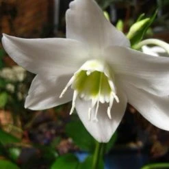 Shrubs Border Plants Eucharis X Grandiflora Eucharist Lily