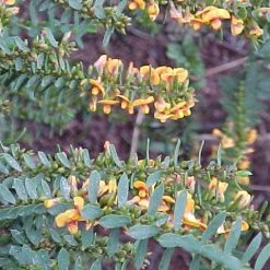 Shrubs Eutaxia Obovata 13 Shrubs Eutaxia Obovata