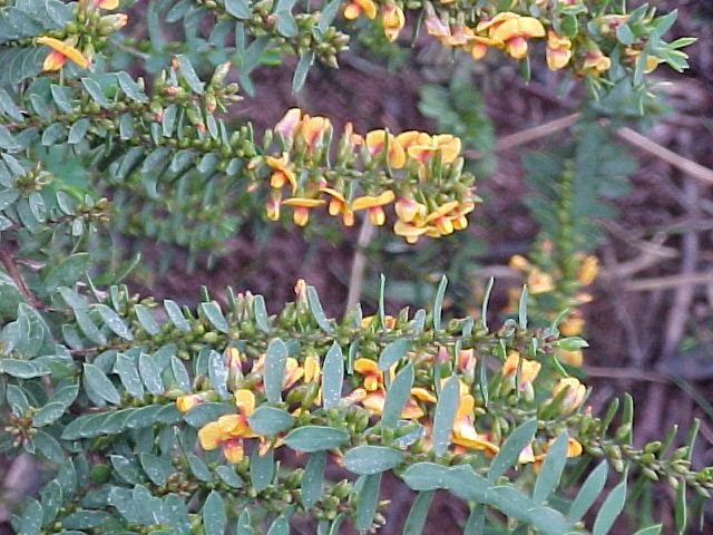 Shrubs Eutaxia Obovata 8 Shrubs Eutaxia Obovata