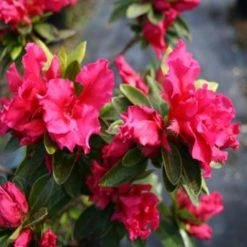 Shrubs Azalea Indica Red Wings
