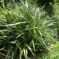 Shrubs Dianella Caerulea 7 Shrubs Dianella Caerulea