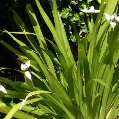 Shrubs Neomarica Northiana 'Walking Iris' Plant Packs Border Plants 10 Shrubs Neomarica Northiana 'Walking Iris' Plant Packs Border Plants