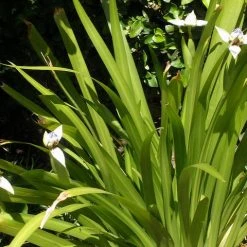 Shrubs Full Sun Neomarica Gracilis 'Walking Iris' 15 Shrubs Full Sun Neomarica Gracilis 'Walking Iris'