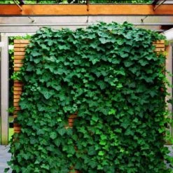 Shrubs Full Sun Hedera Helix "Star" 14 Shrubs Full Sun Hedera Helix