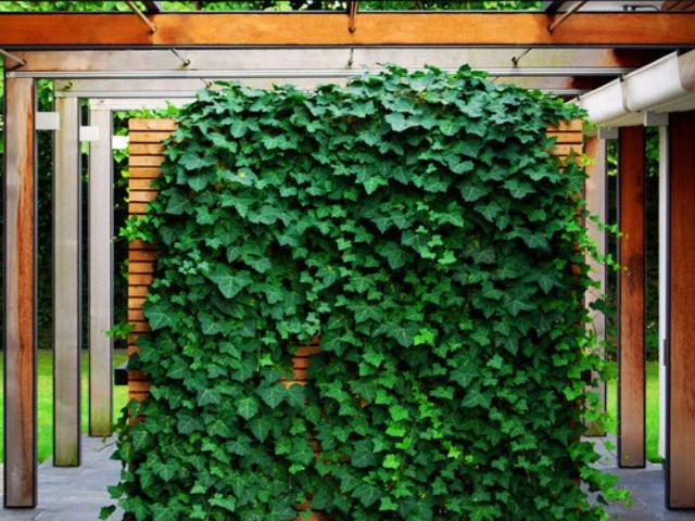 Shrubs Full Sun Hedera Helix "Star" 8 Shrubs Full Sun Hedera Helix "Star"