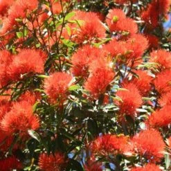 Hedge Shrubs Metrosideros Fiji Fire™ 14 Hedge Shrubs Metrosideros Fiji Fire™