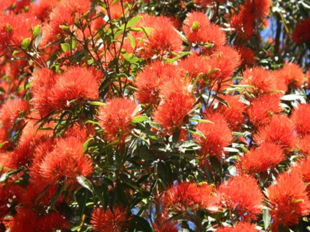 Hedge Shrubs Metrosideros Fiji Fire™ 7 Hedge Shrubs Metrosideros Fiji Fire™