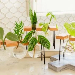 Cooper And Smith Fleur Propagation Station - 3 Pack