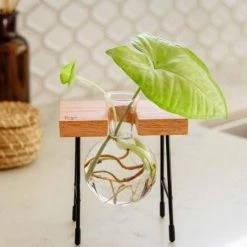 Cooper And Smith Fleur Propagation Station - 3 Pack