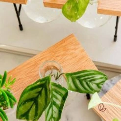 Cooper And Smith Fleur Propagation Station - 3 Pack