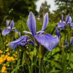 Shrubs Dutch Iris Full Sun