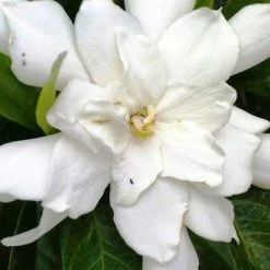 Hedge Shrubs Gardenia Augusta Four Seasons