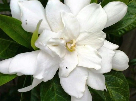 Hedge Shrubs Gardenia Augusta Four Seasons 4 Hedge Shrubs Gardenia Augusta Four Seasons