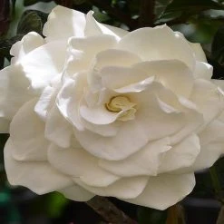 Hedge Gardenia True Love Hedging Plants