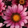 Shrubs Border Plants Gazania Rigens Pink ❤️ 1 Shrubs Border Plants Gazania Rigens Pink ????