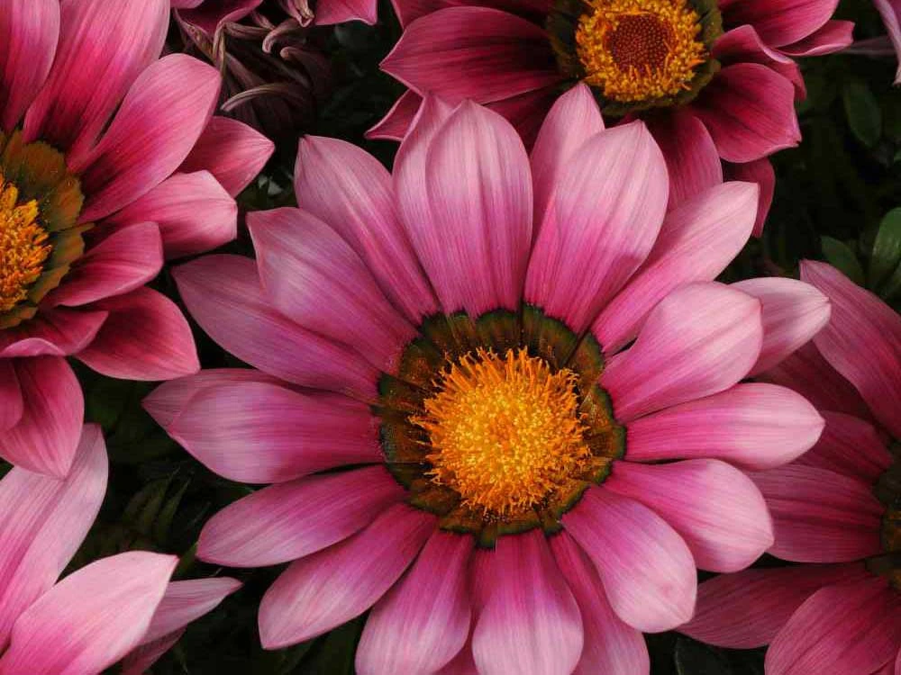 Shrubs Border Plants Gazania Rigens Pink ❤️ 3 Shrubs Border Plants Gazania Rigens Pink ????