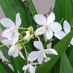 Indoor Garden Border Plants Spathoglottis Plicata Snow Angel