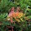 Hedge Grevillea Ned Kelly Shrubs