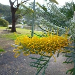 Hedge Grevillea Sandra Gordon