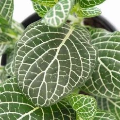 Indoor Garden Border Plants Fittonia Verschaffeltii Starlight