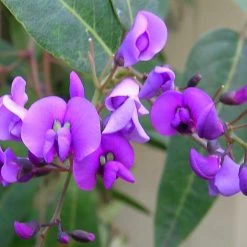 Shrubs Hardenbergia Violacea Full Sun