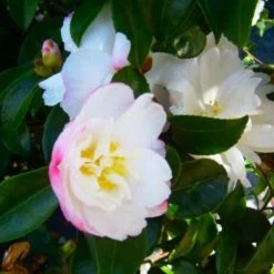 Hedge Shrubs Camellia Sasanqua 'Pure Silk' (white Flower With Pink Edge)