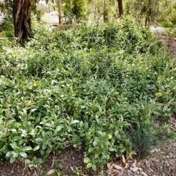 Shrubs Hibbertia Scandens Full Sun