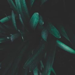 Shrubs Clivia Miniata Belgium Hybrid