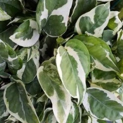 Indoor Garden Epipremnum Aureum - Pothos Snow Queen 85mm 9 Indoor Garden Epipremnum Aureum - Pothos Snow Queen 85mm