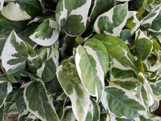 Indoor Garden Epipremnum Aureum - Pothos Snow Queen 85mm 5 Indoor Garden Epipremnum Aureum - Pothos Snow Queen 85mm